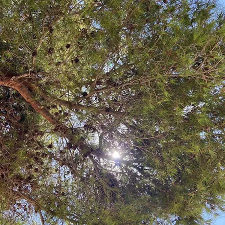 Apartamento Caralmar Paraíso